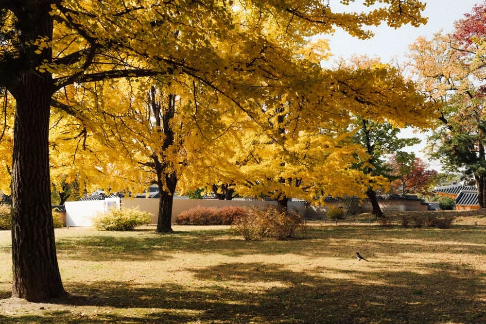 Golden ginkgo trees beside a palace wall and lawn in Seoul in autumn
