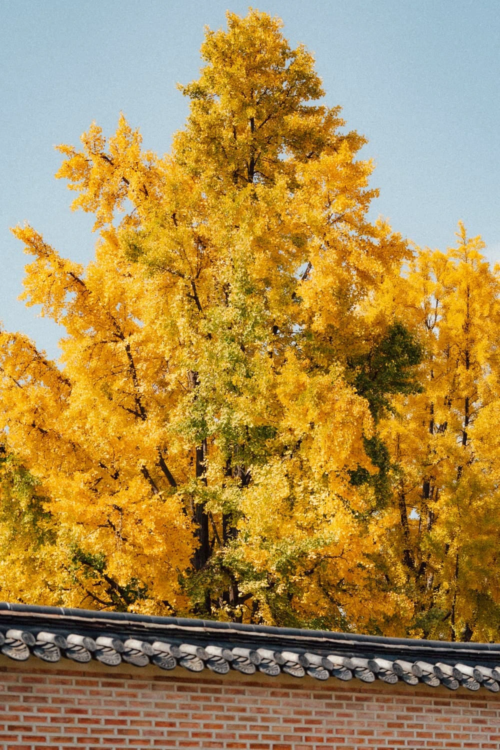 Golden ginkgo trees rising above a brick-and-tile palace wall in Seoul