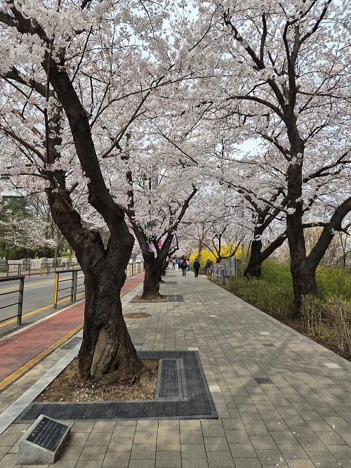 KMA observation view of the same Yeouido trees at full bloom on April 1, 2026