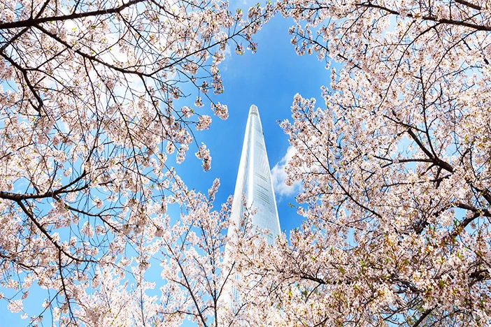 Cành hoa anh đào bao quanh Lotte World Tower phía trên Seokchon Lake ở Seoul