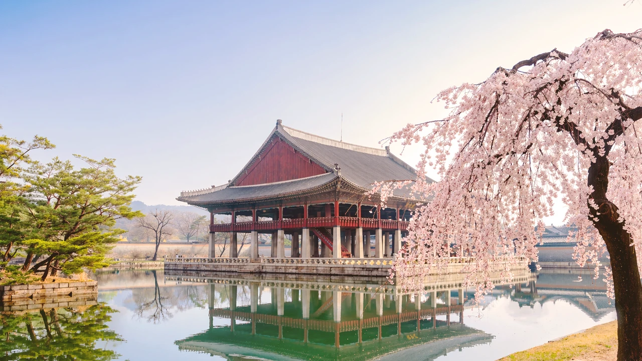 Pink weeping cherry beside Gyeonghoeru Pavilion reflected in its pond at Gyeongbokgung Palace