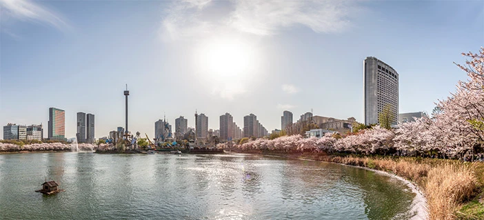 Cherry trees lining Seokchon Lake with Lotte World and Seoul towers across the water