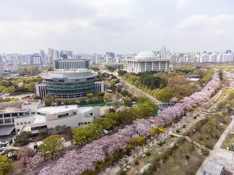 Long rows of pale cherry trees along Yeouiseo-ro beside the National Assembly in Seoul