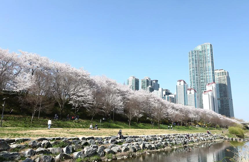 Yangjaecheon stepping stones, walking path and cherry-covered bank in spring