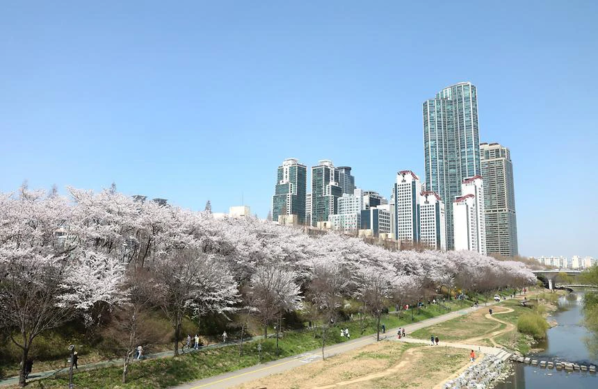 A long cherry blossom bank following Yangjaecheon Stream beneath the Gangnam skyline