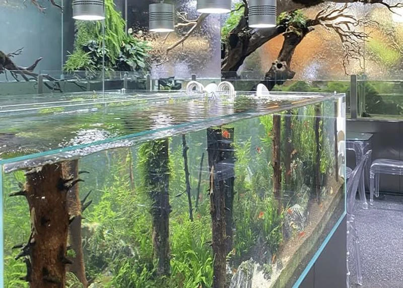 Large planted aquarium dividing seating areas inside Aqua Garden Café