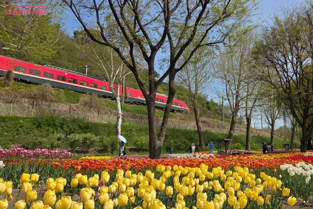 Red and yellow tulip beds at Yongbi Rest Area Garden as a red train passes above