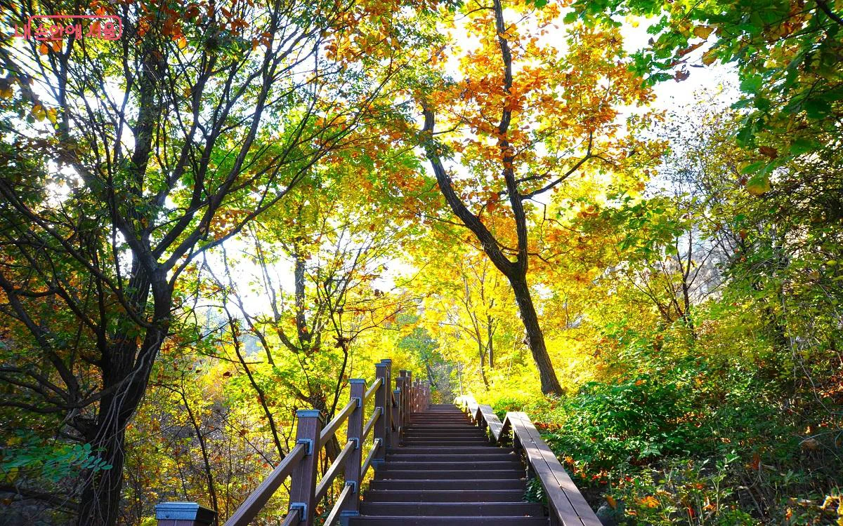 Cầu thang gỗ đi qua tán lá xanh vàng và cam ở Namsan