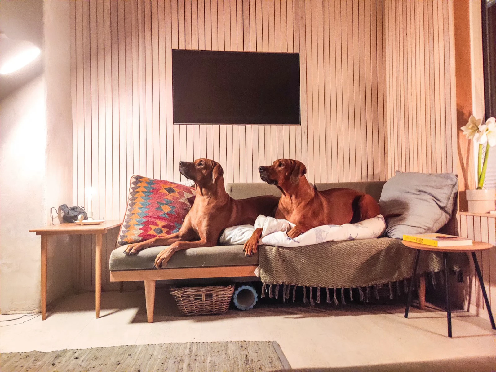 Two dogs resting together on a sofa in a furnished living room