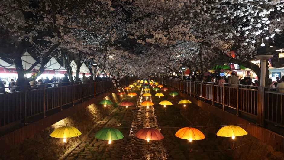 Yeojwacheon Stream at night with illuminated umbrellas beneath cherry blossoms during Jinhae Gunhangje