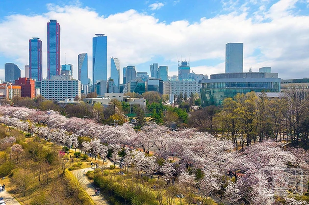 Yeouido cherry blossom park seen from above with spring trees and Seoul office towers beyond