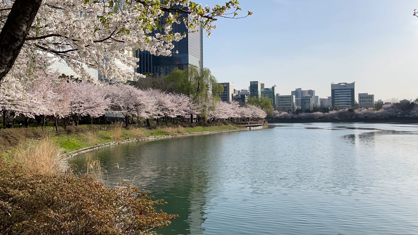 Seokchon Lake edged with cherry blossoms and Jamsil buildings under a clear spring sky