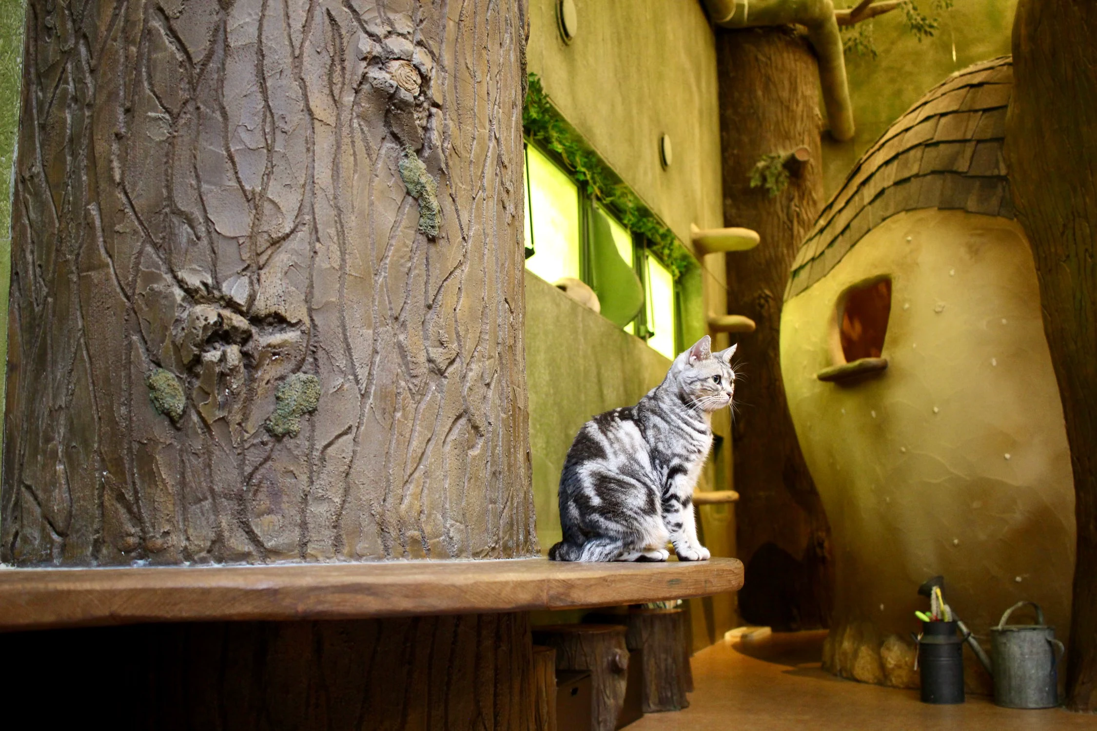 Cat sitting independently in a café with climbing and retreat structures