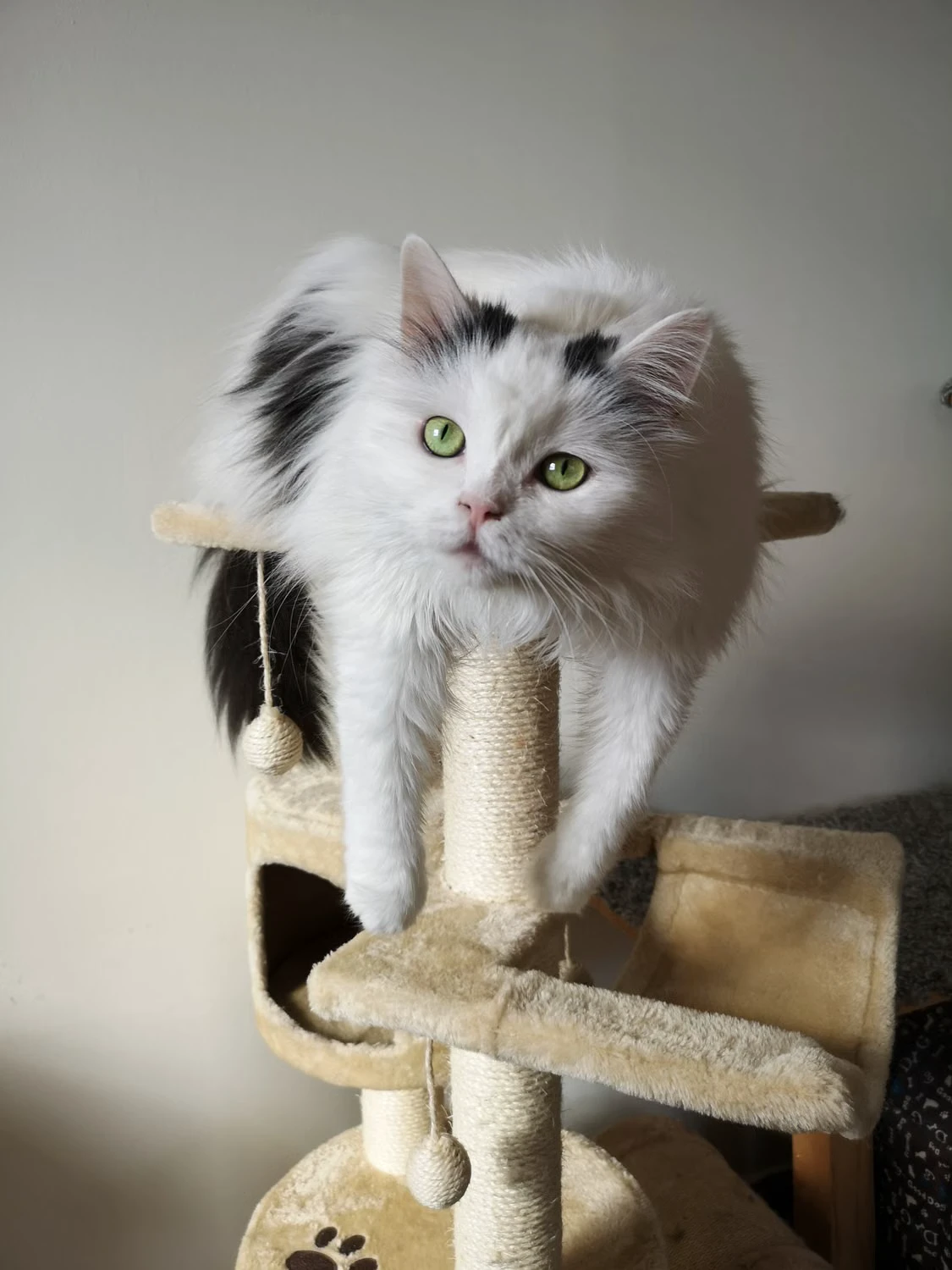 Cat resting on a tall cat tree with platforms and an enclosed cubby