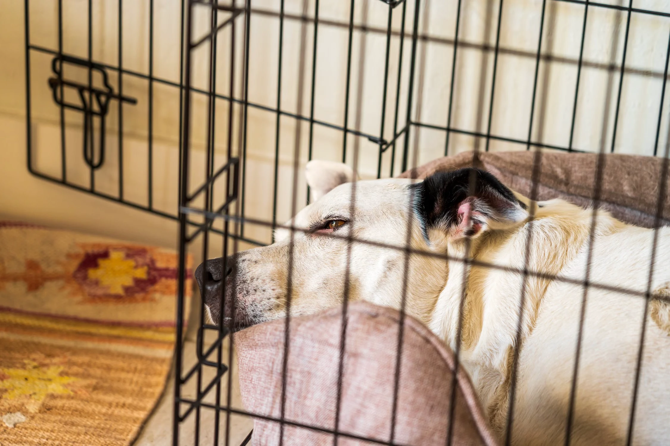 Dog resting on a padded bed inside an individual kennel area