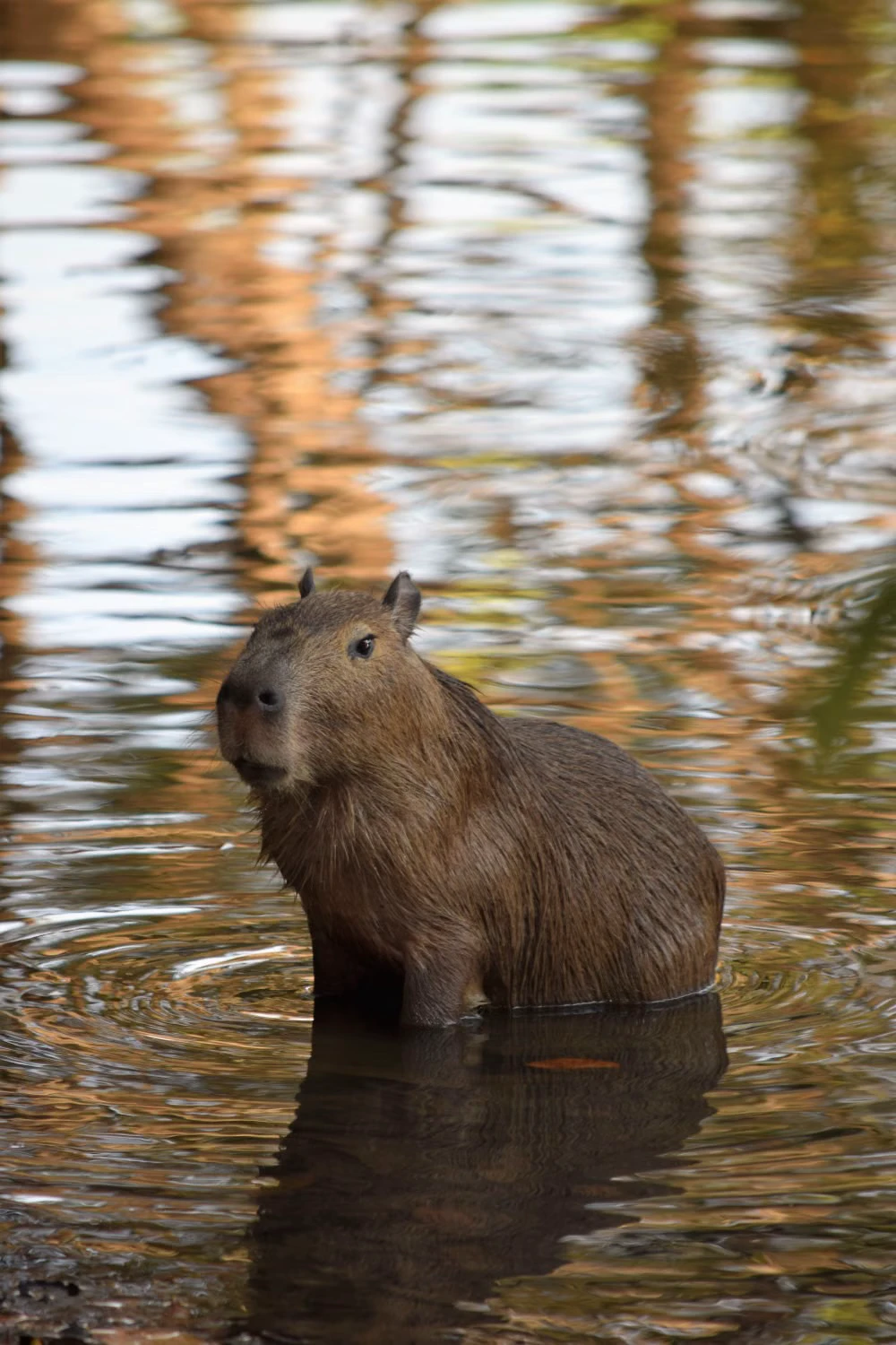 Capybara standing in a broad body of water surrounded by natural reflections