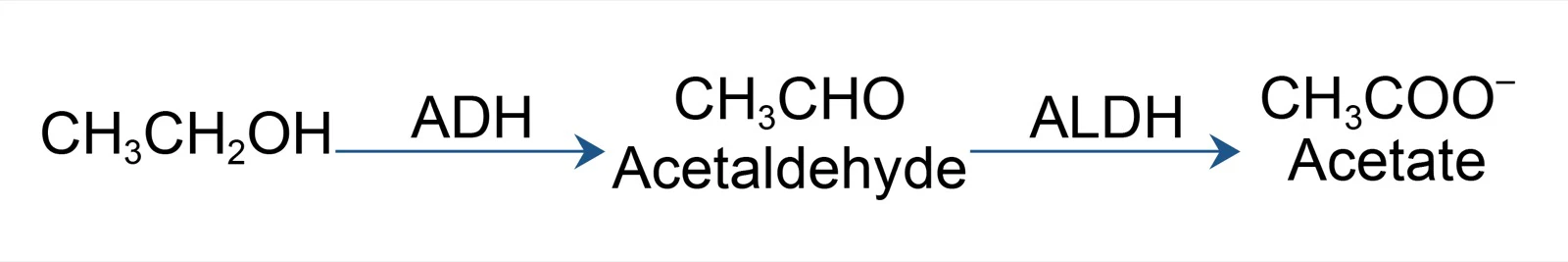 NIAAA diagram showing ethanol converted to acetaldehyde and then acetate
